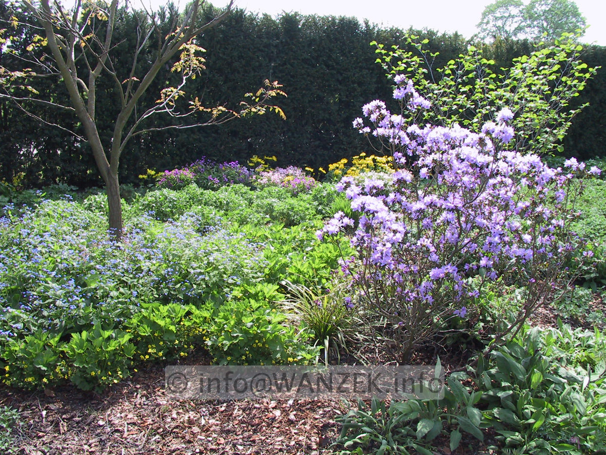 Rhododendron impeditum Blue Tit Magor 02.JPG